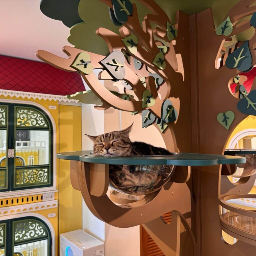 โรงแรมแมวไทรน้อย ราชพฤกษ์ ห้อง VIP ไม่ขังกรง สะอาด ฟรีทรายเต้าหู้