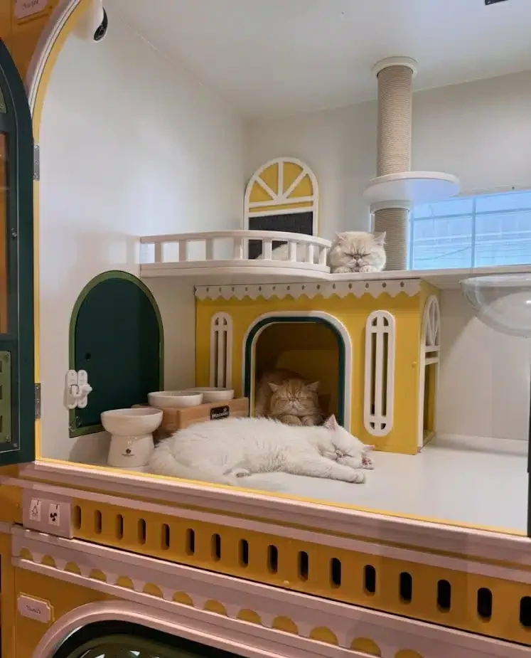 โรงแรมแมวหน้าสั้น Wimanmeow ที่มีการคุมอุณหภูมิและอากาศบริสุทธิ์