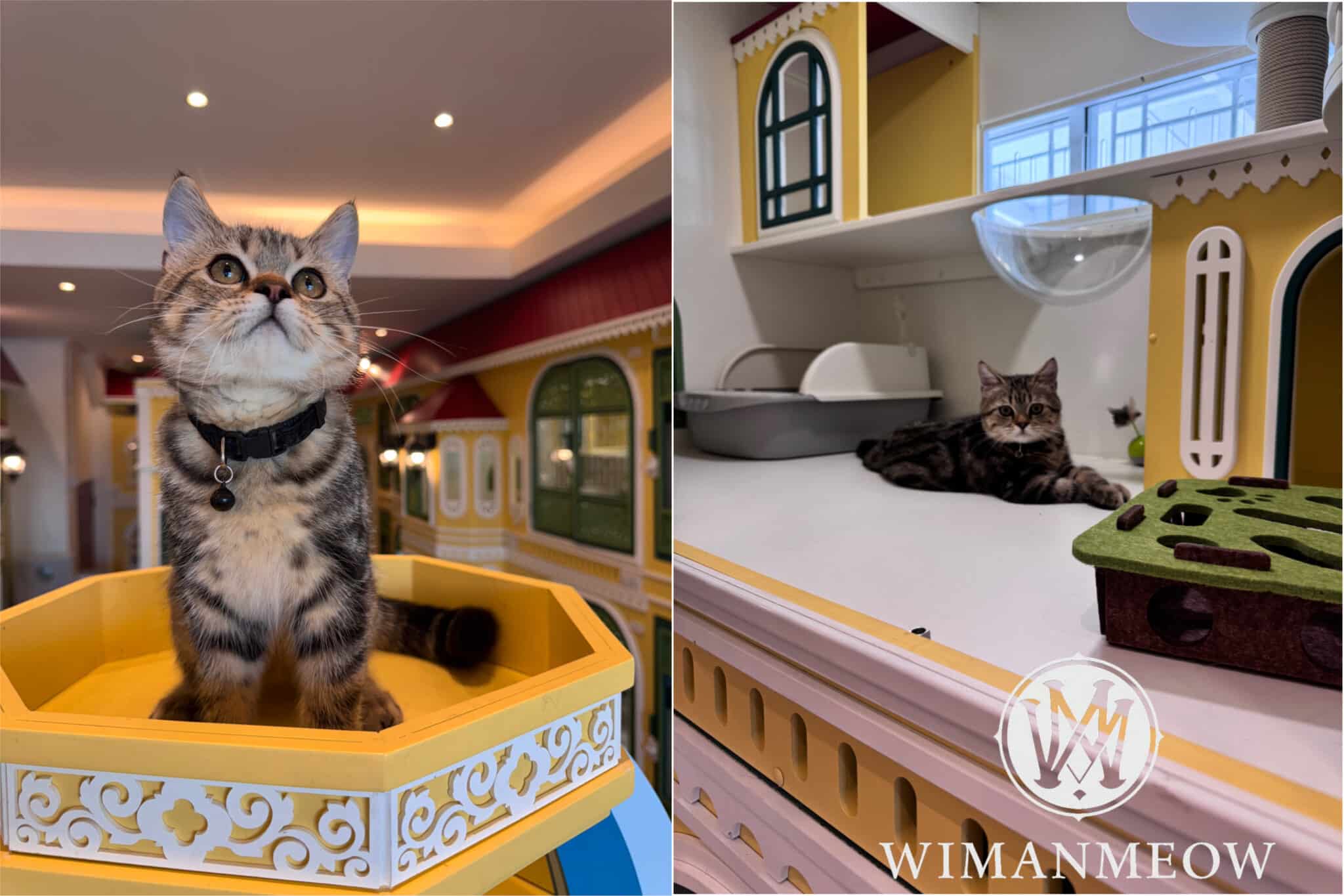 ฝากเลี้ยงแมว ราชพฤกษ์ วิธีเลือกโรงแรมแมวบริการฝากเลี้ยงแมว นนทบุรี