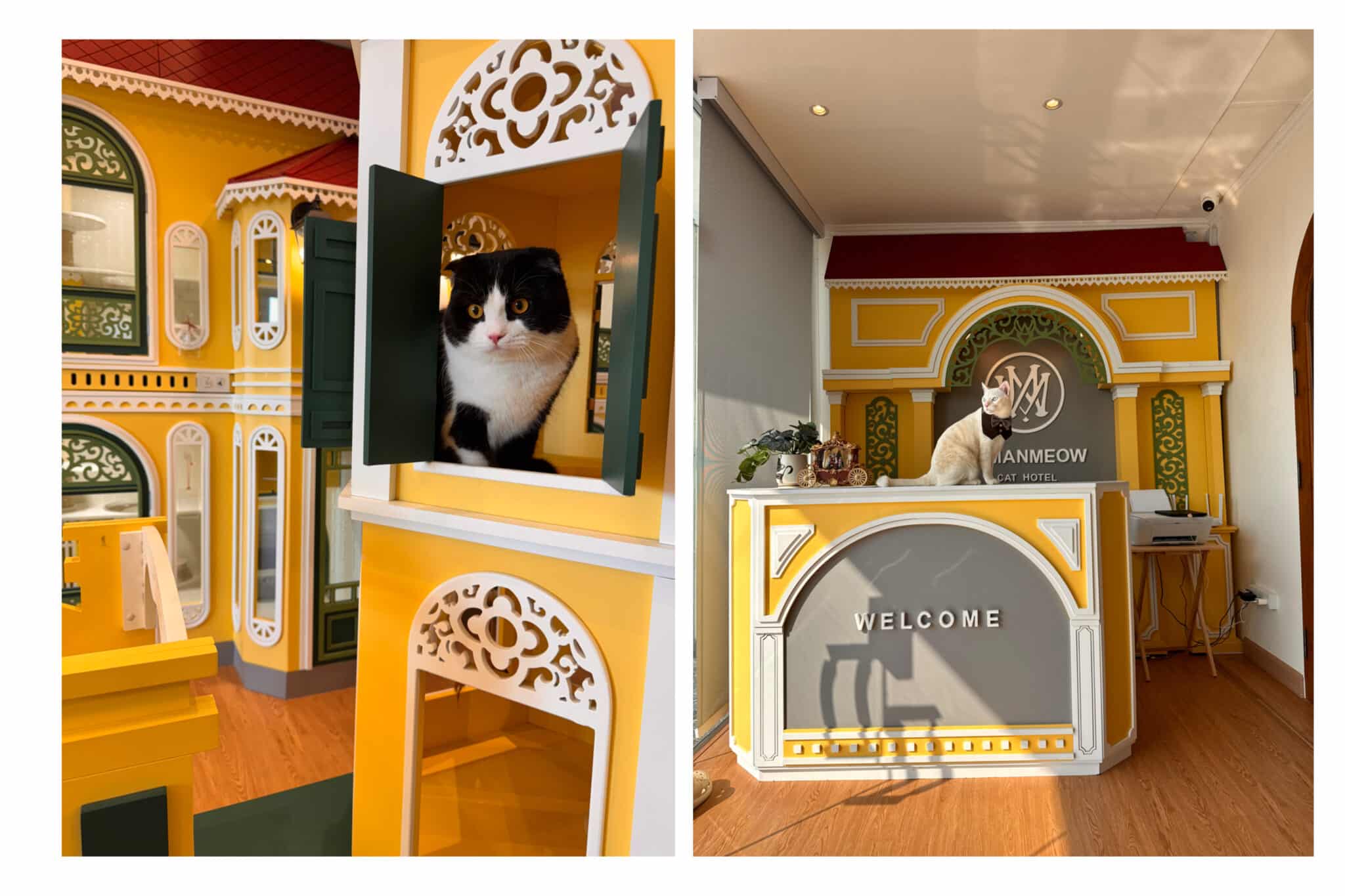 โรงแรมแมวช่วงหน้าร้อน ฝากแมวช่วงสงกรานต์