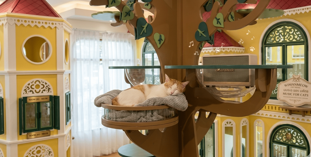 เปรียบเทียบที่รับฝากแมว 150 บาท กับโรงแรมแมวพรีเมียม Wimanmeow Cat Hotel