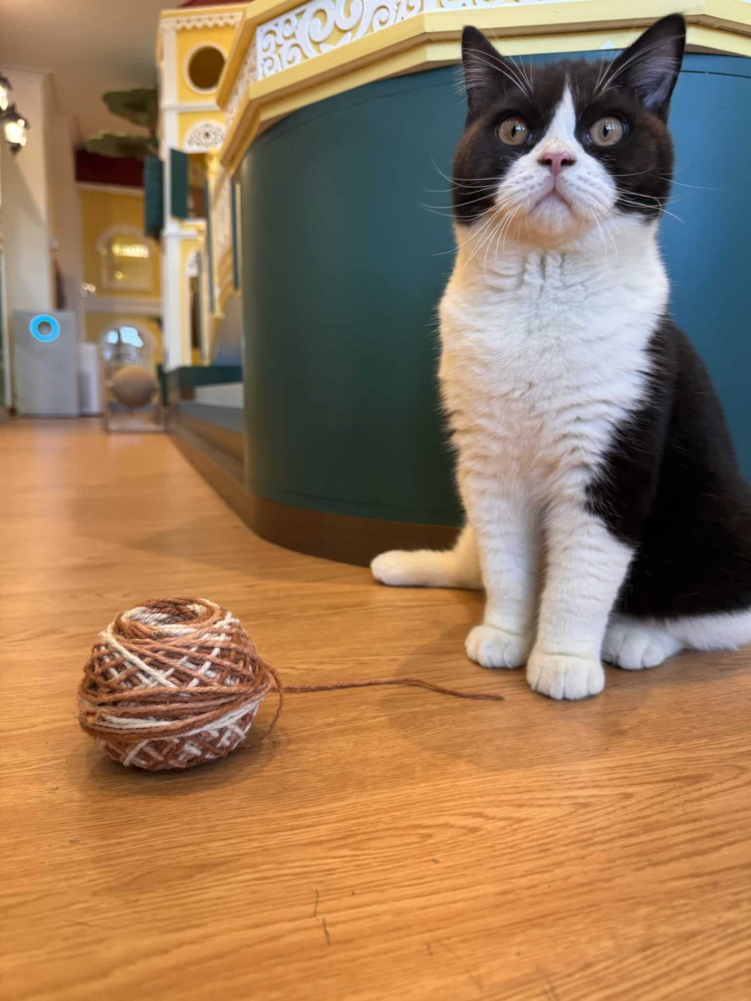 ทิ้งแมวไว้ที่บ้าน