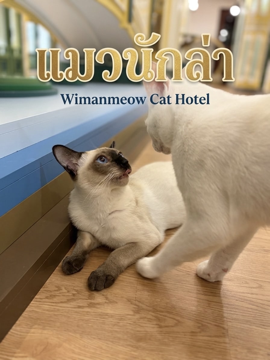 น้องแมวกำลังทำท่าซุ่มเตรียมตะครุบของเล่น แสดงสัญชาตญาณนักล่า ที่ โรงแรมแมว Wimanmeow Cat Hotel