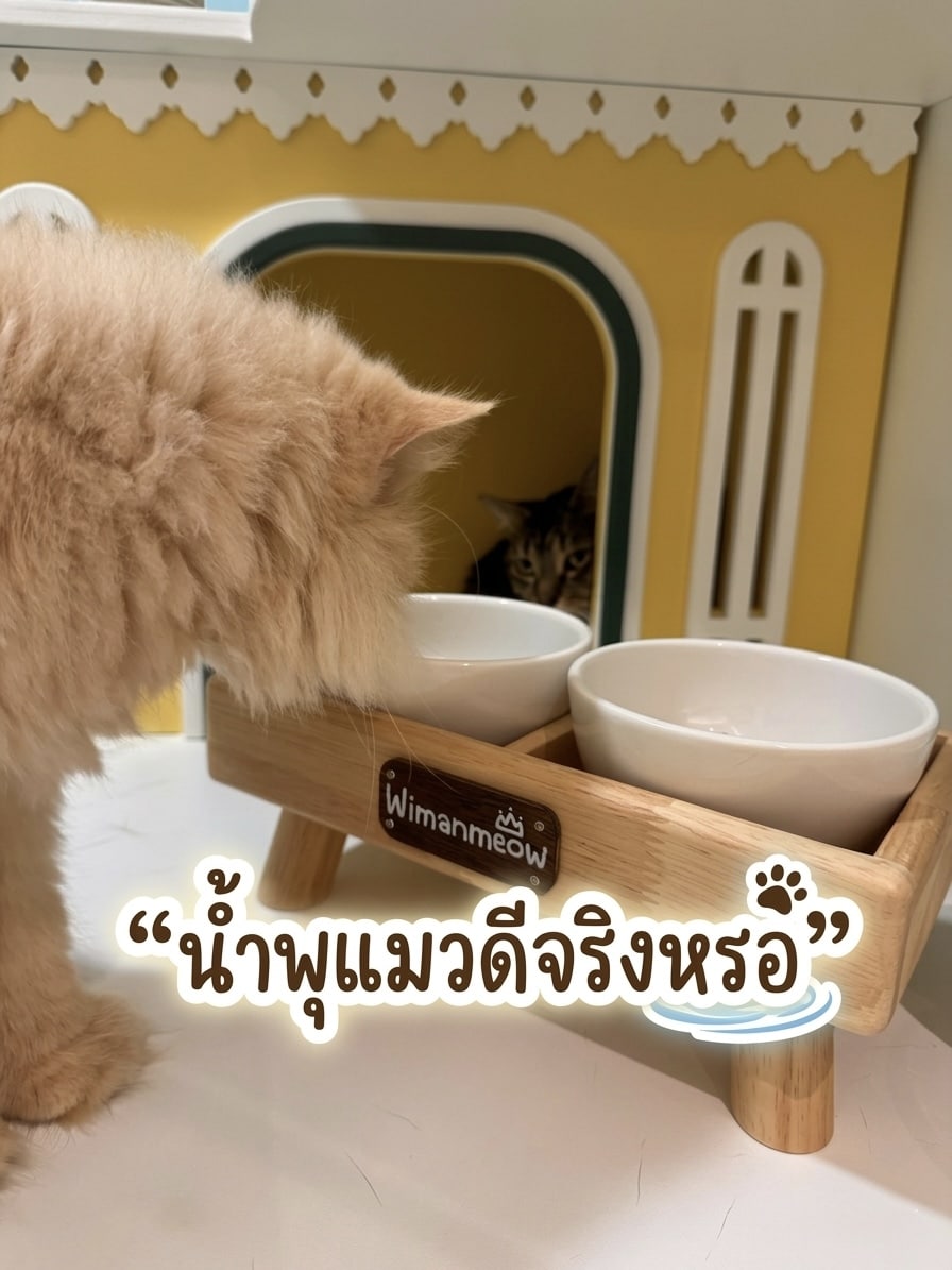 โรงแรมแมว วิมานแมว ใช้ถ้วยเซรามิคเพื่อความสะอาดแทนน้ำพุแมว