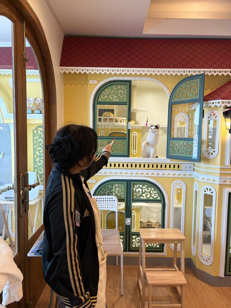 รับฝากแมวรายเดือน ราคาถูก บริการดูแลใกล้ชิด อุ่นใจเหมือนอยู่บ้าน 6 รับฝากแมวรายเดือน ราคาถูก บริการดูแลใกล้ชิด อุ่นใจเหมือนอยู่บ้าน 4