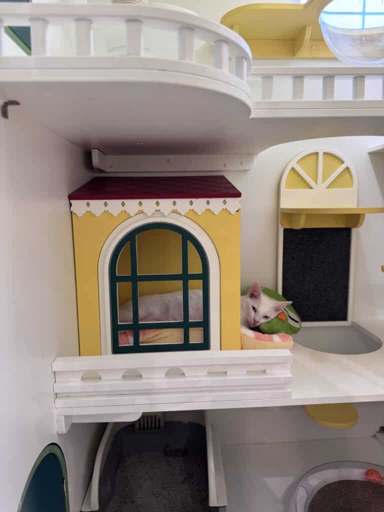 รับฝากแมวรายเดือน ราคาถูก บริการดูแลใกล้ชิด อุ่นใจเหมือนอยู่บ้าน 7 รับฝากแมวรายเดือน ราคาถูก บริการดูแลใกล้ชิด อุ่นใจเหมือนอยู่บ้าน 5