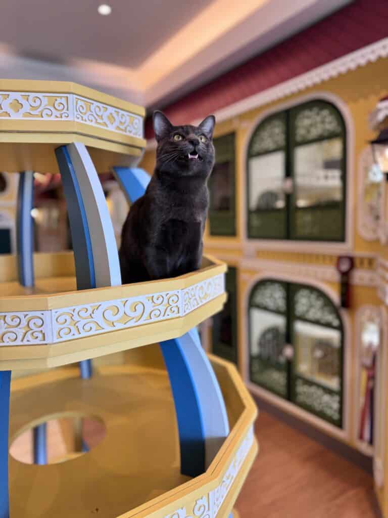 รับฝากแมวรายเดือน ราคาถูก บริการดูแลใกล้ชิด อุ่นใจเหมือนอยู่บ้าน 8 รับฝากแมวรายเดือน ราคาถูก บริการดูแลใกล้ชิด อุ่นใจเหมือนอยู่บ้าน 6