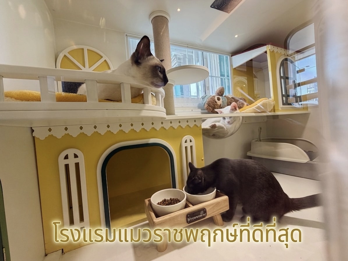 บริการฝากแมว ราชพฤกษ์ นนทบุรี ห้องพักสะอาด ปลอดภัย