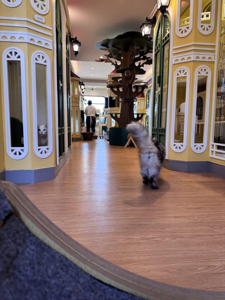 รับฝากแมวรายเดือน ราคาถูก บริการดูแลใกล้ชิด อุ่นใจเหมือนอยู่บ้าน 4 รับฝากแมวรายเดือน ราคาถูก บริการดูแลใกล้ชิด อุ่นใจเหมือนอยู่บ้าน 3