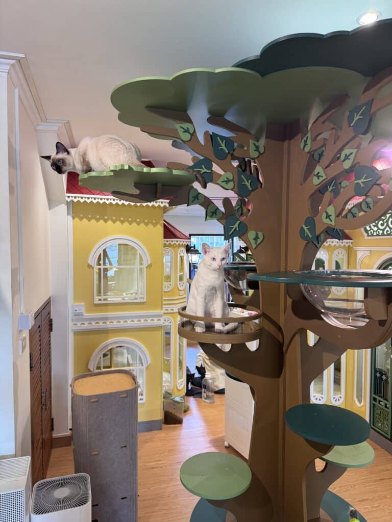 รับฝากแมวรายเดือน ราคาถูก บริการดูแลใกล้ชิด อุ่นใจเหมือนอยู่บ้าน 3 โรงแรมแมวนนทบุรี บริการรับฝากแมวรายเดือน ราคาถูก ห้องพักสะอาด ระบบปิด