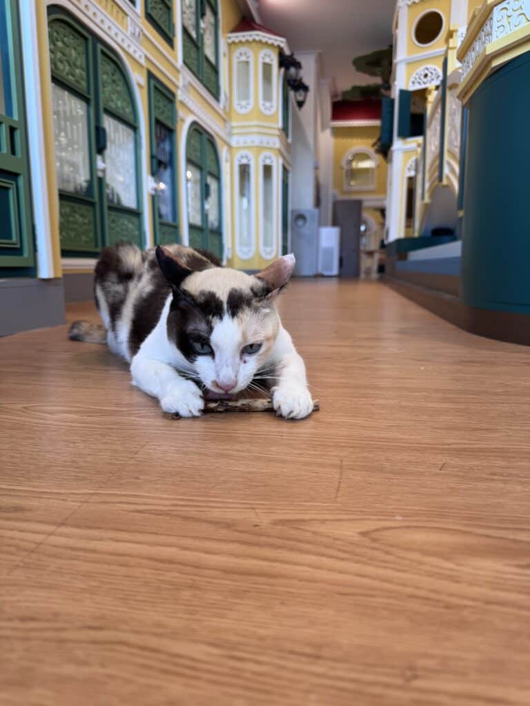 รับฝากแมวรายเดือน ราคาถูก บริการดูแลใกล้ชิด อุ่นใจเหมือนอยู่บ้าน 2 รับฝากแมวรายเดือน ราคาถูก บริการดูแลใกล้ชิด อุ่นใจเหมือนอยู่บ้าน 2