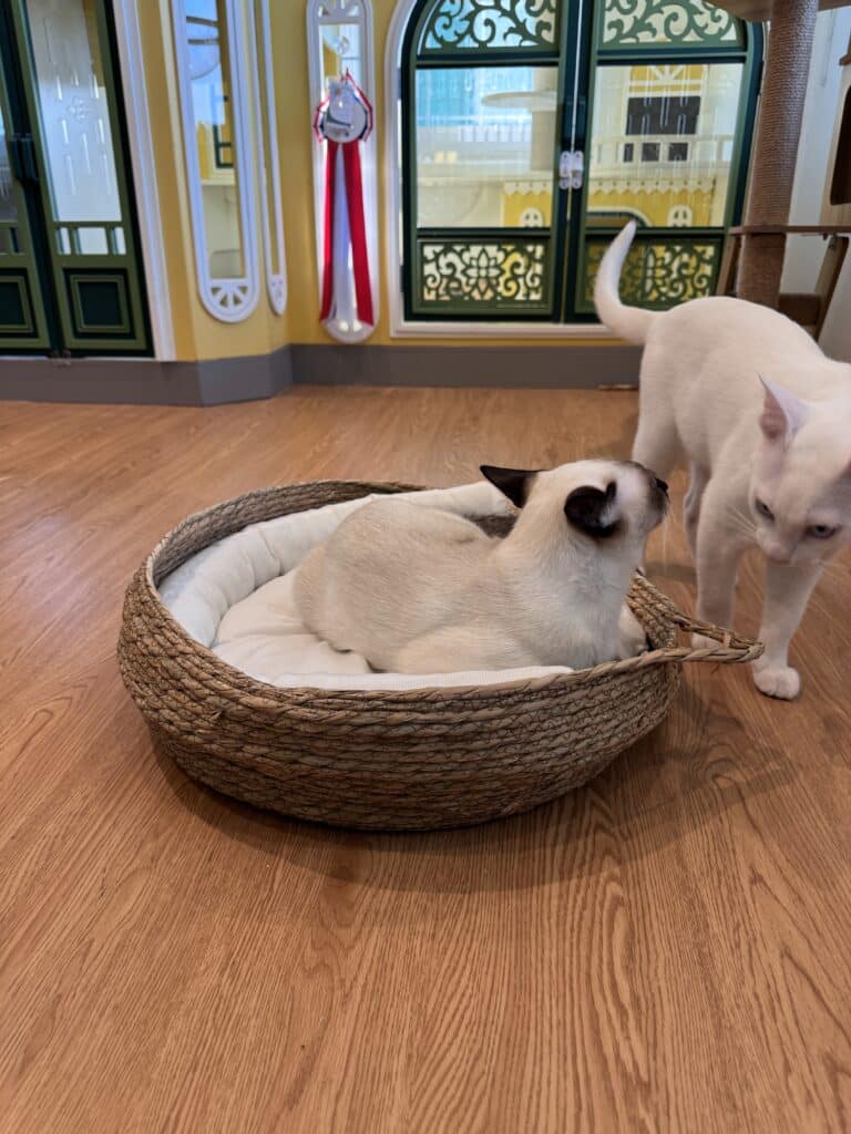 รับฝากแมวรายเดือน ราคาถูก บริการดูแลใกล้ชิด อุ่นใจเหมือนอยู่บ้าน 1 รับฝากแมวรายเดือน ราคาถูก บริการดูแลใกล้ชิด อุ่นใจเหมือนอยู่บ้าน 1