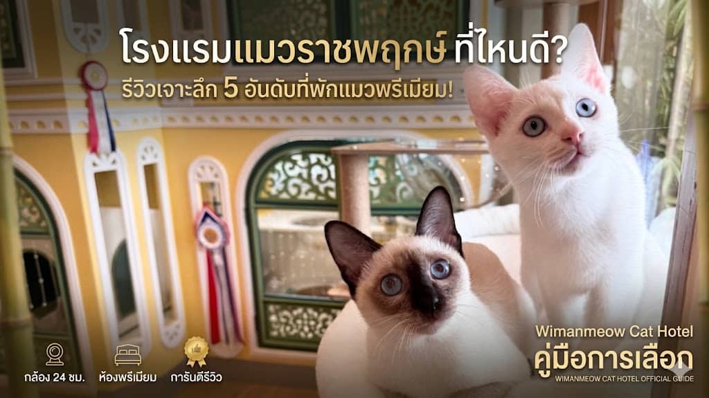 รีวิว โรงแรมแมวราชพฤกษ์ ที่ไหนดี Wimanmeow Cat Hotel บริการพรีเมียม
