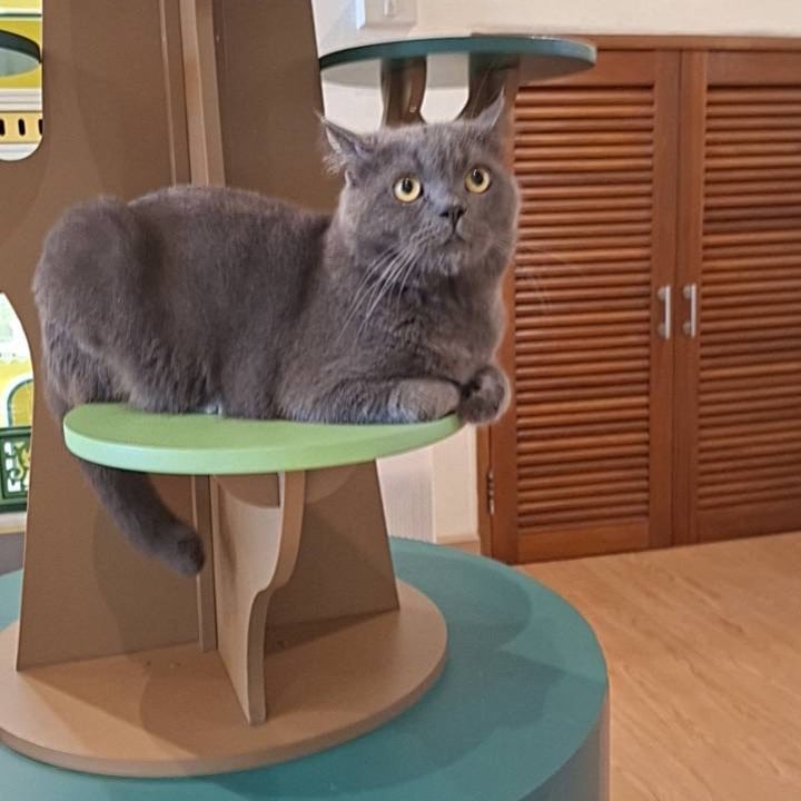 วางแผนฝากแมวช่วงวันหยุดยาวอย่างไร ให้เจ้าของเที่ยวสบายใจ ไร้กังวล: คู่มือฉบับสมบูรณ์ปี 2026 1