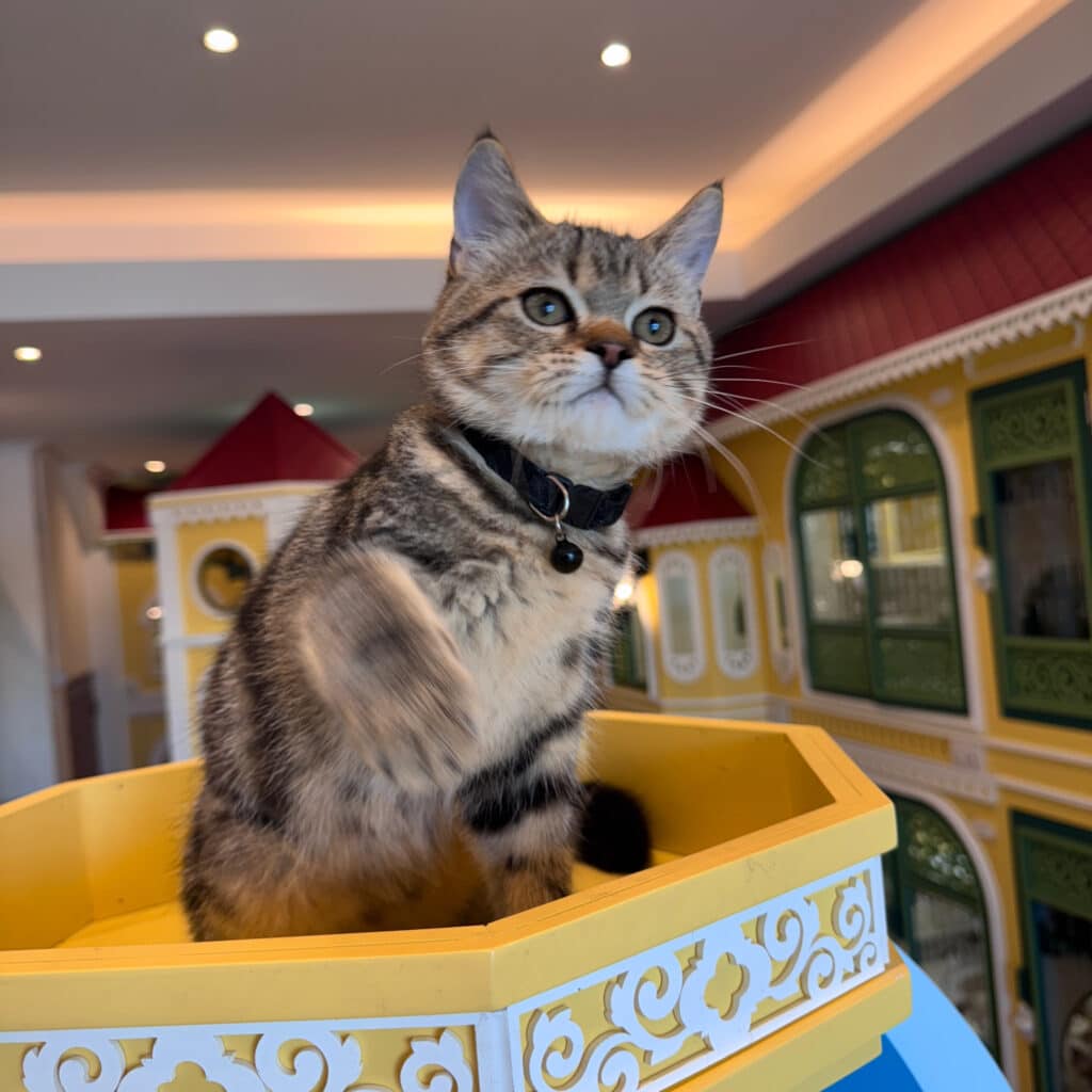 วางแผนฝากแมวช่วงวันหยุดยาว ที่ Wimanmeow Cat Hotel