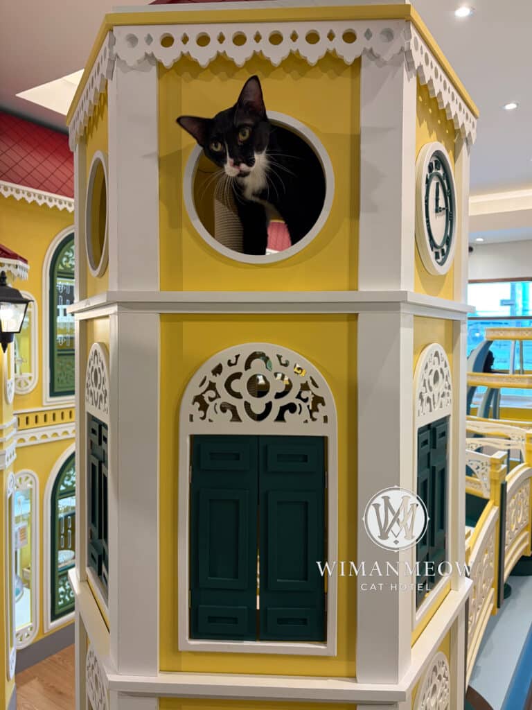 วางแผนฝากแมวช่วงวันหยุดยาวอย่างไร ให้เจ้าของเที่ยวสบายใจ ไร้กังวล: คู่มือฉบับสมบูรณ์ปี 2026 3