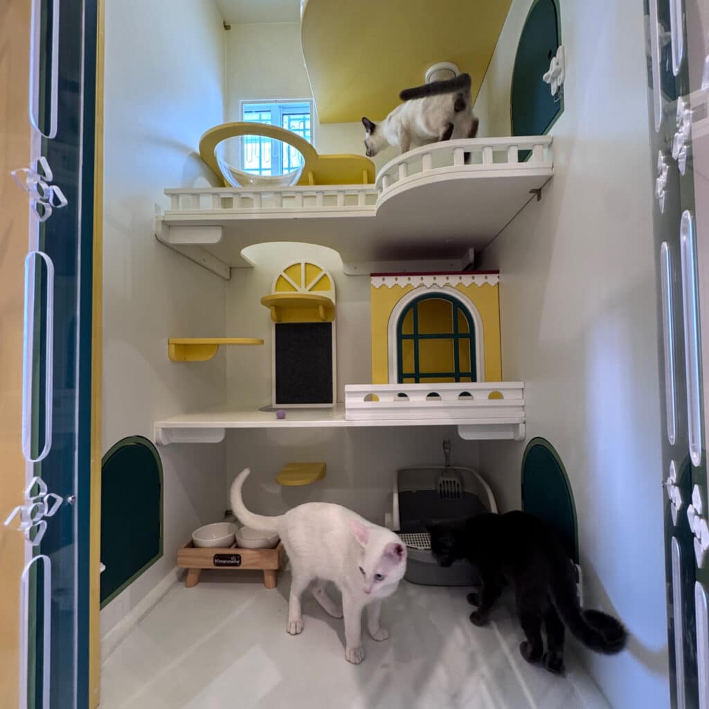 วางแผนฝากแมวช่วงวันหยุดยาวอย่างไร ให้เจ้าของเที่ยวสบายใจ ไร้กังวล: คู่มือฉบับสมบูรณ์ปี 2026 2