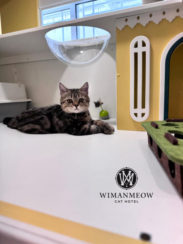 ห้องพักแมวพรีเมียม