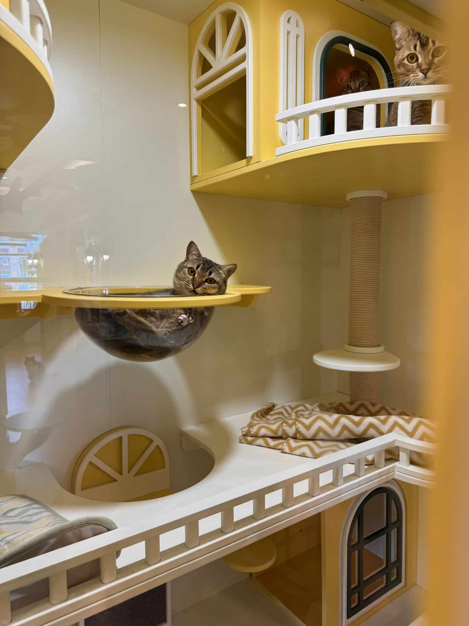 วางแผนฝากแมวช่วงวันหยุดยาว สงกรานต์ 2026