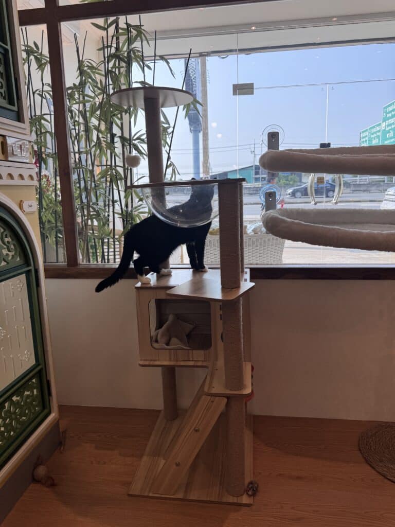 โรงแรมแมวระบบล็อก 2 ชั้นมาตรฐานความปลอดภัยสูงสุดที่ทาสแมวต้องเลือก 5 โรงแรมแมวระบบล็อก 2 ชั้น