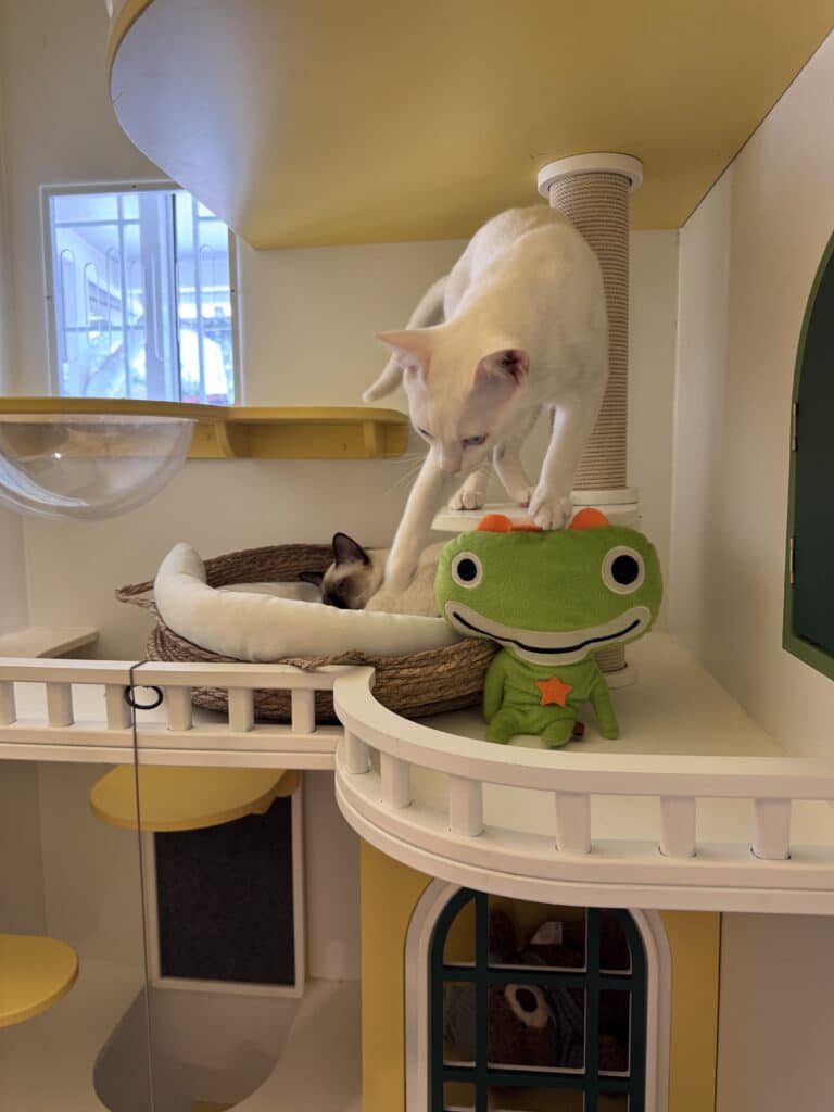 โรงแรมแมวระบบล็อก 2 ชั้นมาตรฐานความปลอดภัยสูงสุดที่ทาสแมวต้องเลือก 3 โรงแรมแมวระบบล็อก 2 ชั้นมาตรฐานความปลอดภัยสูงสุดที่ทาสแมวต้องเลือก 3