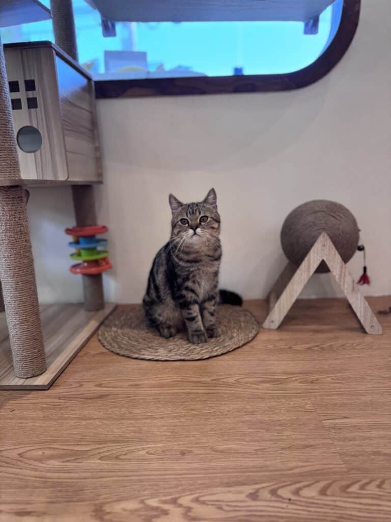 โรงแรมแมวระบบล็อก 2 ชั้นมาตรฐานความปลอดภัยสูงสุดที่ทาสแมวต้องเลือก 1 โรงแรมแมวระบบล็อก 2 ชั้นมาตรฐานความปลอดภัยสูงสุดที่ทาสแมวต้องเลือก 1