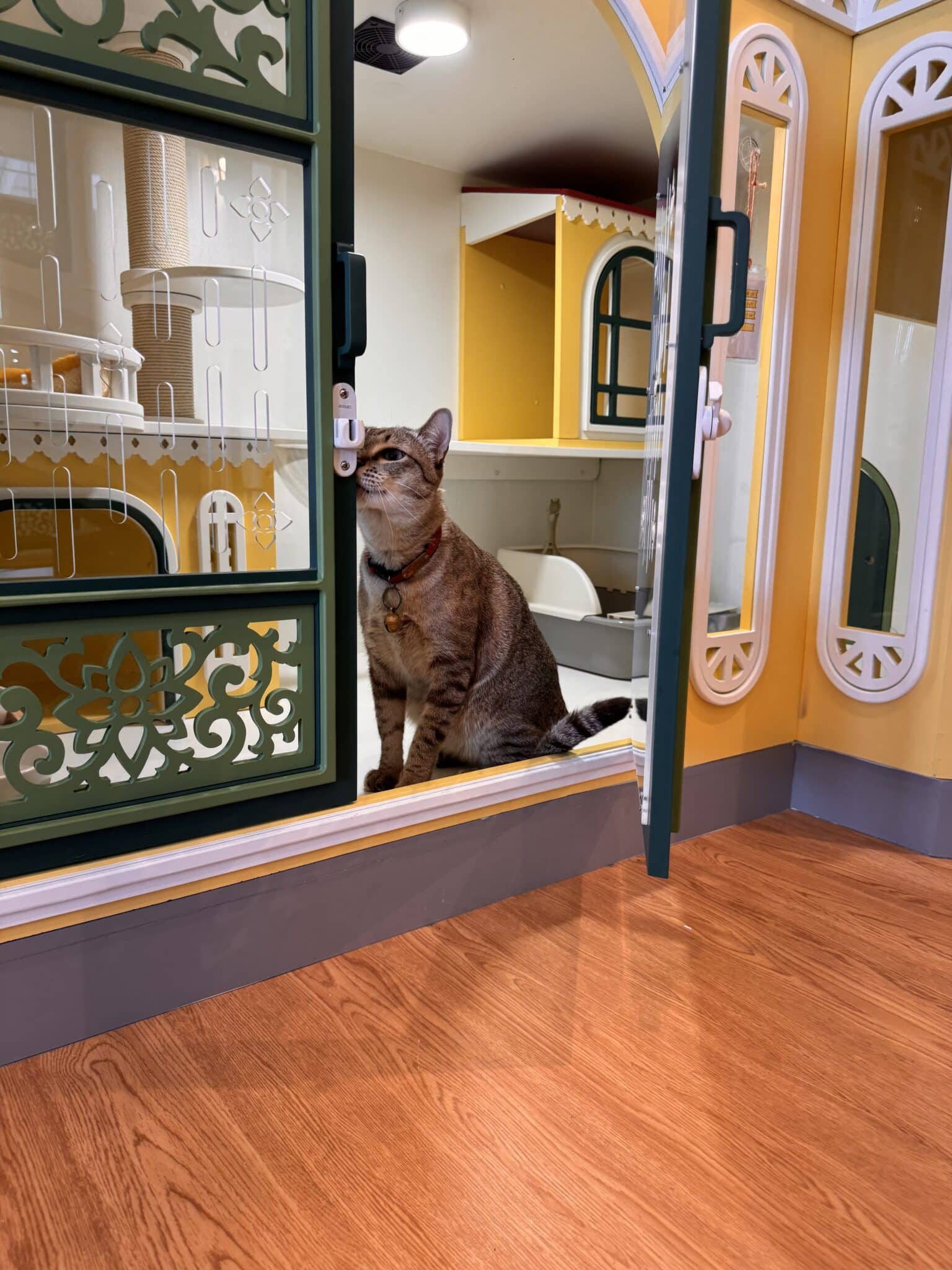 เลือกโรงแรมแมวที่ไหนดี ห้องพักโรงแรมแมวระดับพรีเมียมพร้อมพื้นที่แนวตั้งสำหรับปีนป่าย