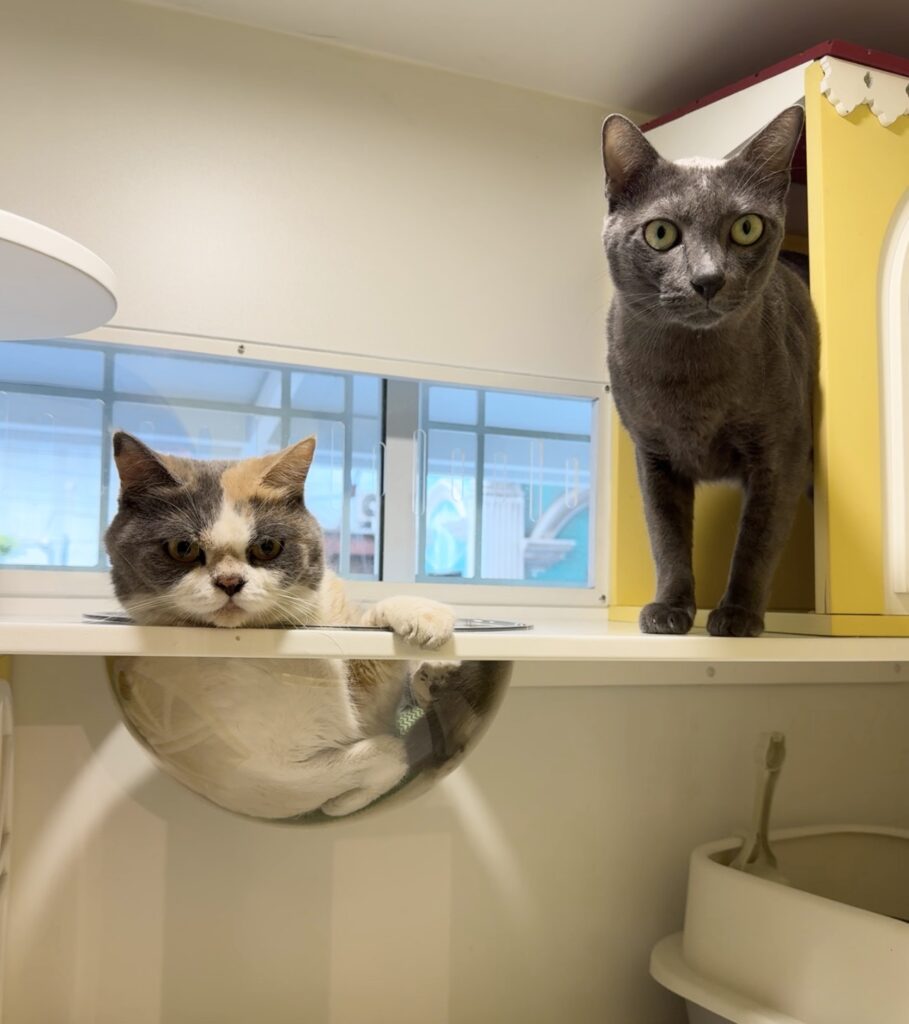 เลือกโรงแรมแมวที่ไหนดี? 5 เคล็ดลับคัดกรอง "วังแมว" เกรดพรีเมียมให้น้องพักสบาย เจ้าของอุ่นใจ 3