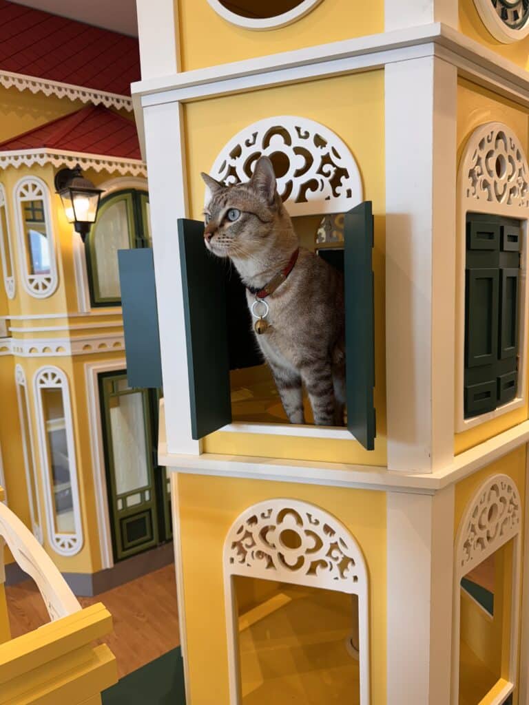 เลือกโรงแรมแมวที่ไหนดี