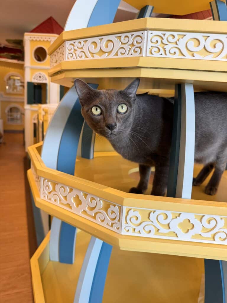 เลือกโรงแรมแมวที่ไหนดี? 5 เคล็ดลับคัดกรอง "วังแมว" เกรดพรีเมียมให้น้องพักสบาย เจ้าของอุ่นใจ 1