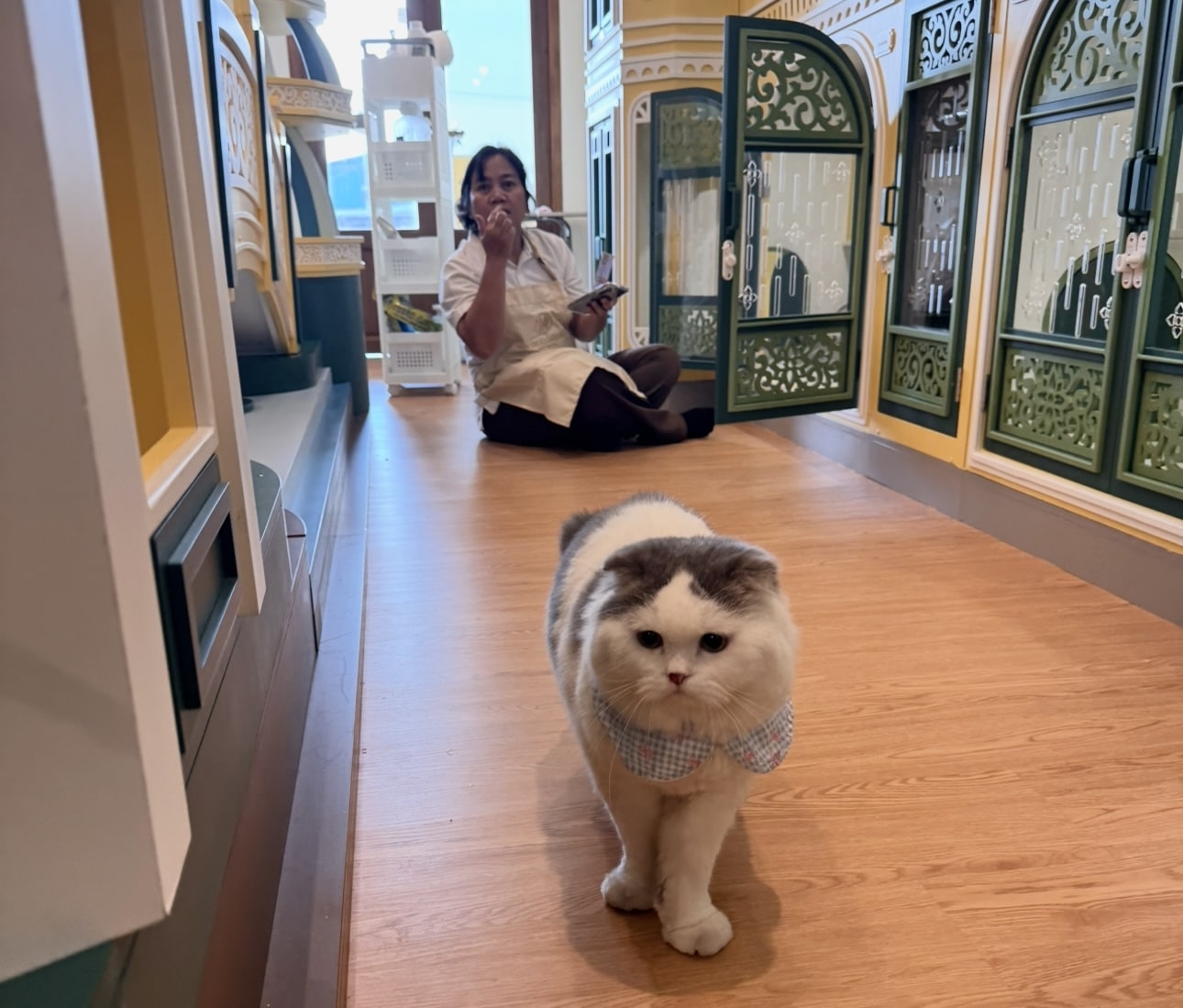 โรงแรมแมว บางบัวทอง Wimanmeow Cat Hotel