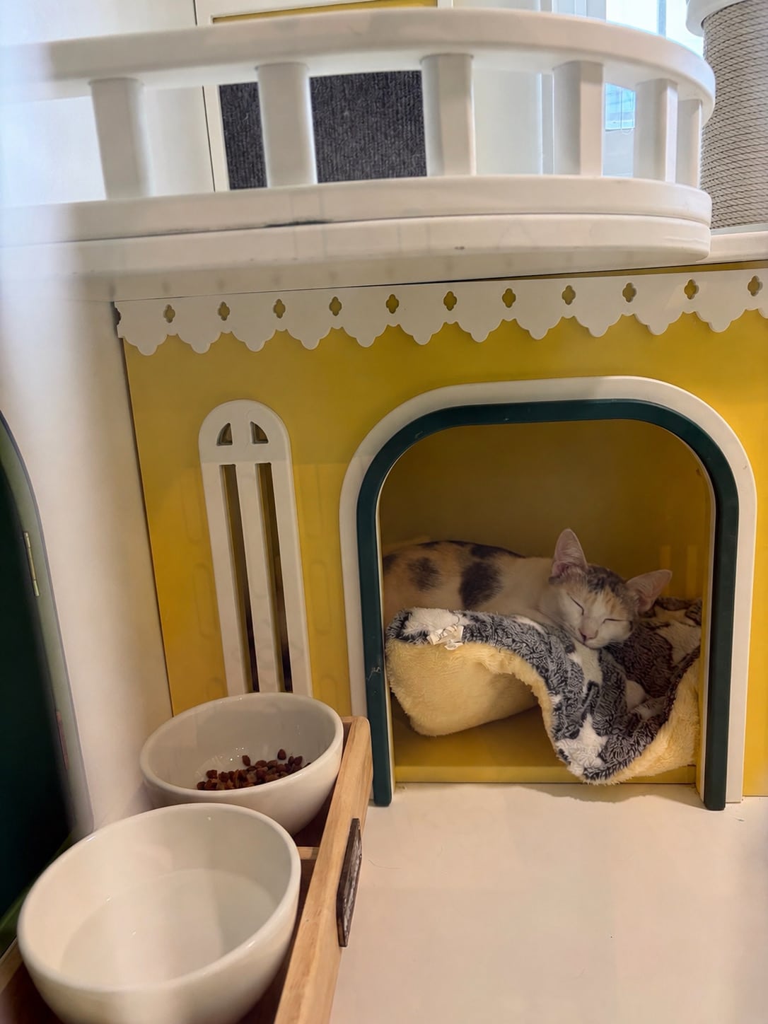 รับฝากแมวที่ไหนดี รีวิวโรงแรมแมว Wimanmeow Cat Hotel บางบัวทอง นนทบุรี