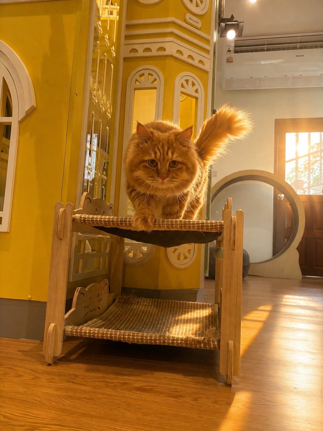 แมวสีส้มในห้องพัก Wimanmeow Cat Hotel สำหรับบทความราคาโรงแรมแมวปี 2026