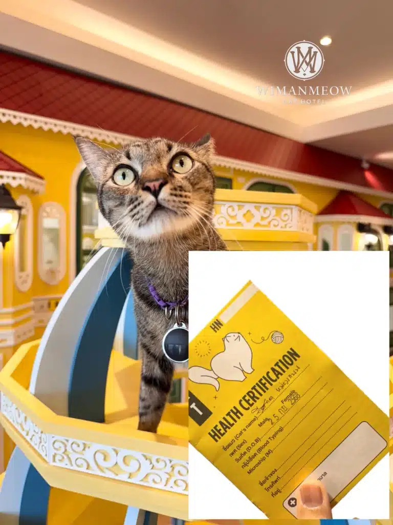 5 วิธีเตรียมความพร้อมก่อนส่งเจ้าเหมียวเข้า "โรงแรมแมว" ให้แฮปปี้ไม่มีเครียด 1 5 วิธีเตรียมความพร้อมก่อนส่งเจ้าเหมียวเข้า "โรงแรมแมว" ให้แฮปปี้ไม่มีเครียด 1