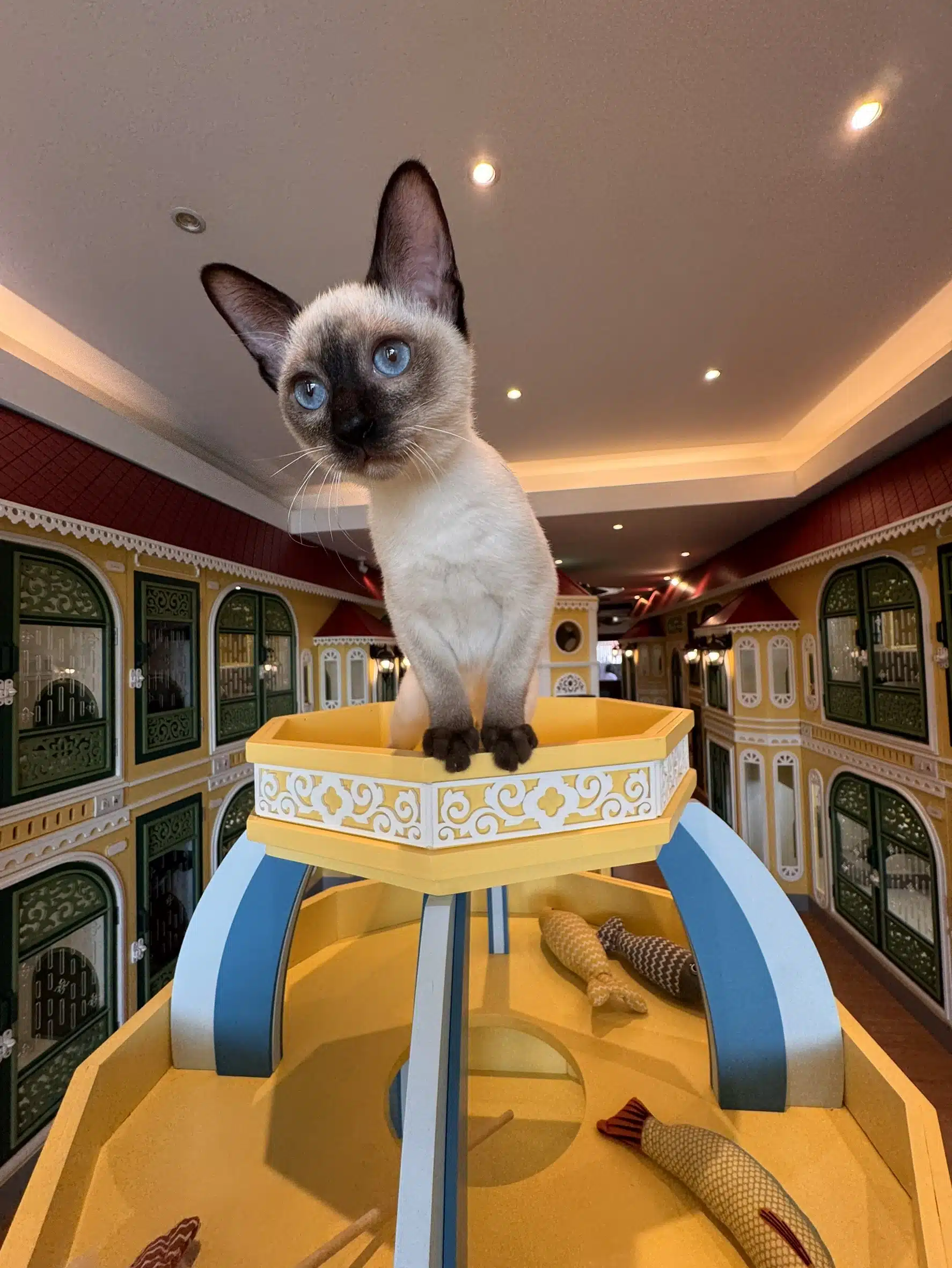 โรงแรมแมวราชพฤกษ์ Wimanmeow Cat Hotel
