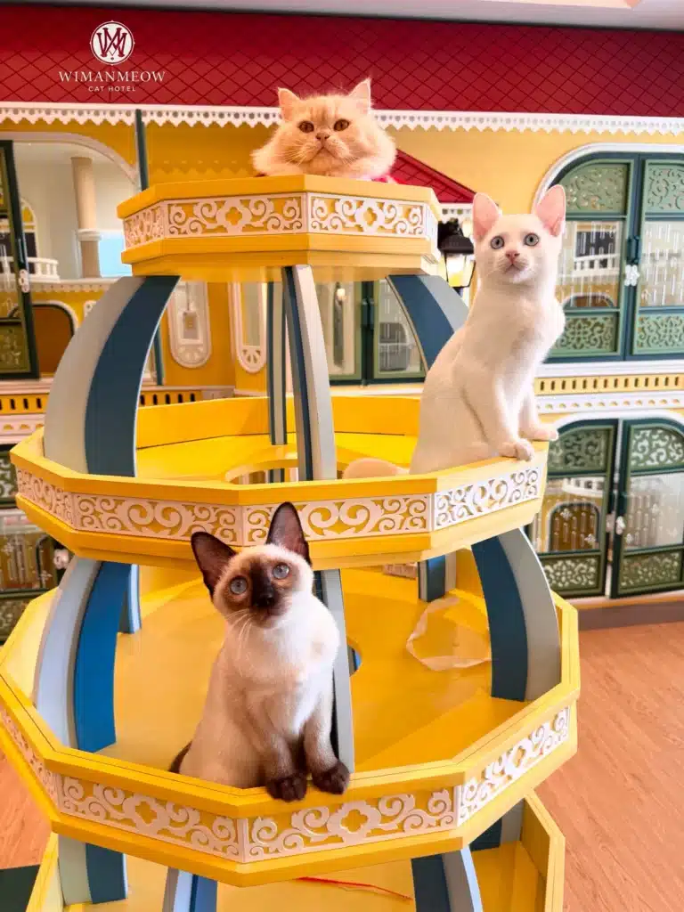 การเตรียมตัวแมวเข้าโรงแรมให้พร้อมก่อนฝากที่พัก 1 โรงแรมแมว ราชพฤกษ์ Wimanmeow Cat Hotel