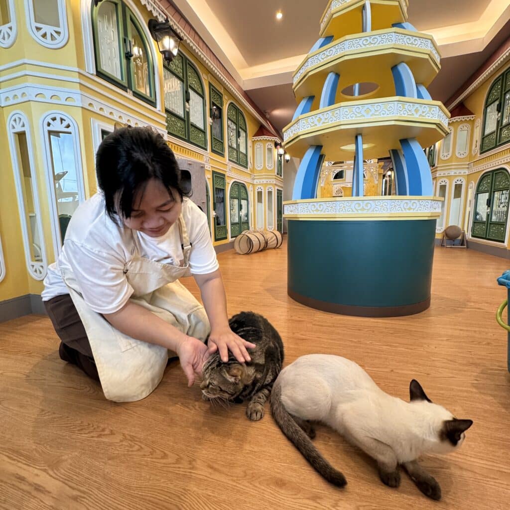 โรงแรมแมว ไทรน้อย นนทบุรี