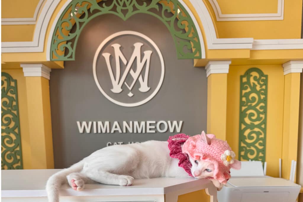 รีวิวโรงแรมแมวราชพฤกษ์ 2026: ทำไม Wimanmeow ถึงเป็น "โรงแรมแมวไม่ขังกรง" ที่ดีที่สุดสำหรับลูกรักของคุณ 1 ภาพถ่ายบริเวณล็อบบี้โรงแรมแมว ตกแต่งสไตล์หรูหราโทนสีเหลืองทอง แสดงความผ่อนคลายของน้องแมวขณะรอเข้าพักในบรรยากาศมาตรฐาน 5 ดาว