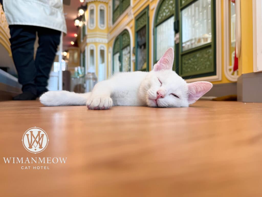 🐾 ทาสแมวแถวพระราม 5 – บางบัวทอง แนะนำ “โรงแรมแมวราชพฤกษ์” เดินทางง่าย ใกล้ห้าง ฝากลูกรักไว้ใจได้ 1