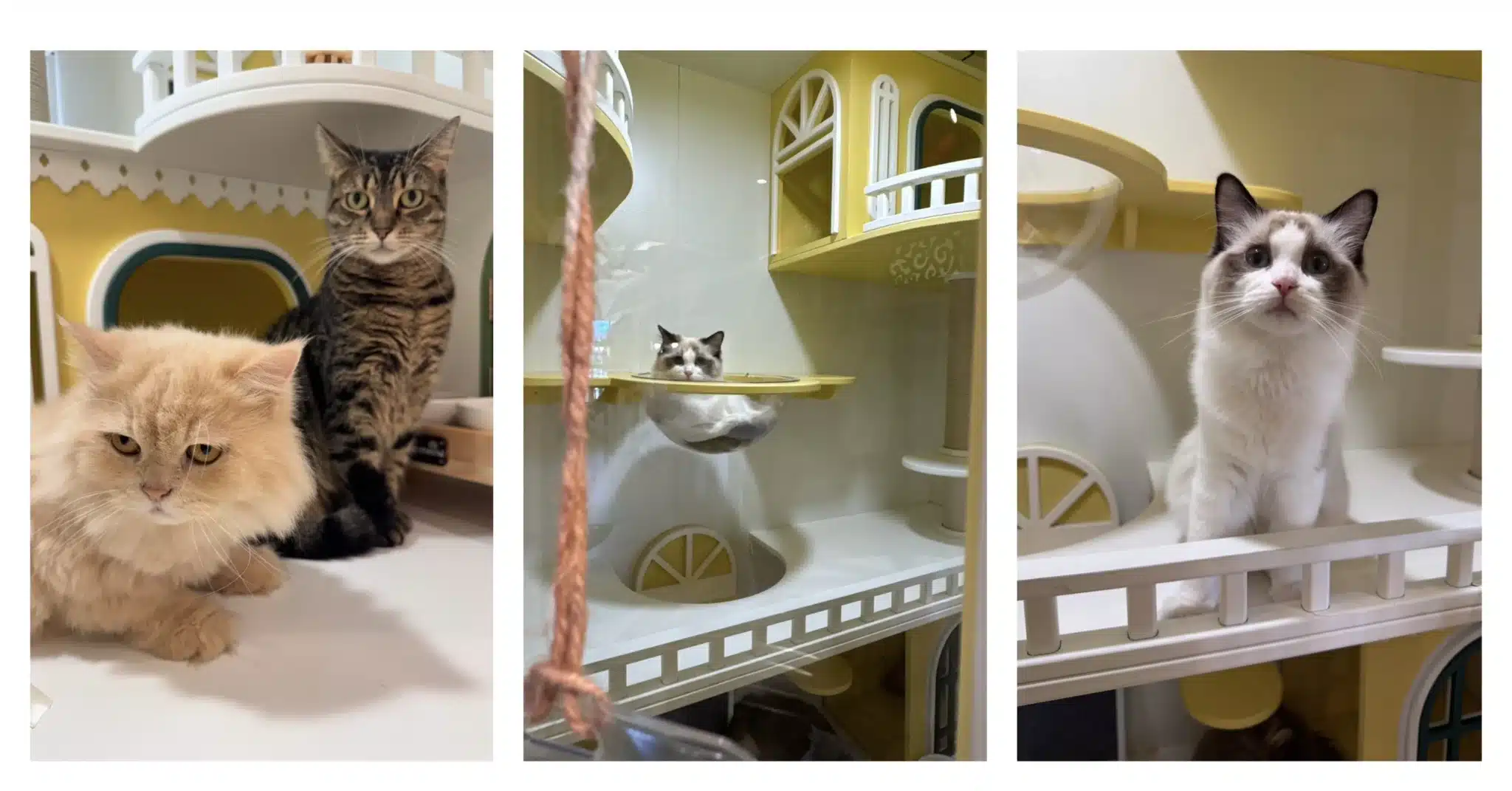 ฝากแมวให้ปลอดภัยในห้องพักส่วนตัวที่ Wimanmeow Cat Hotel