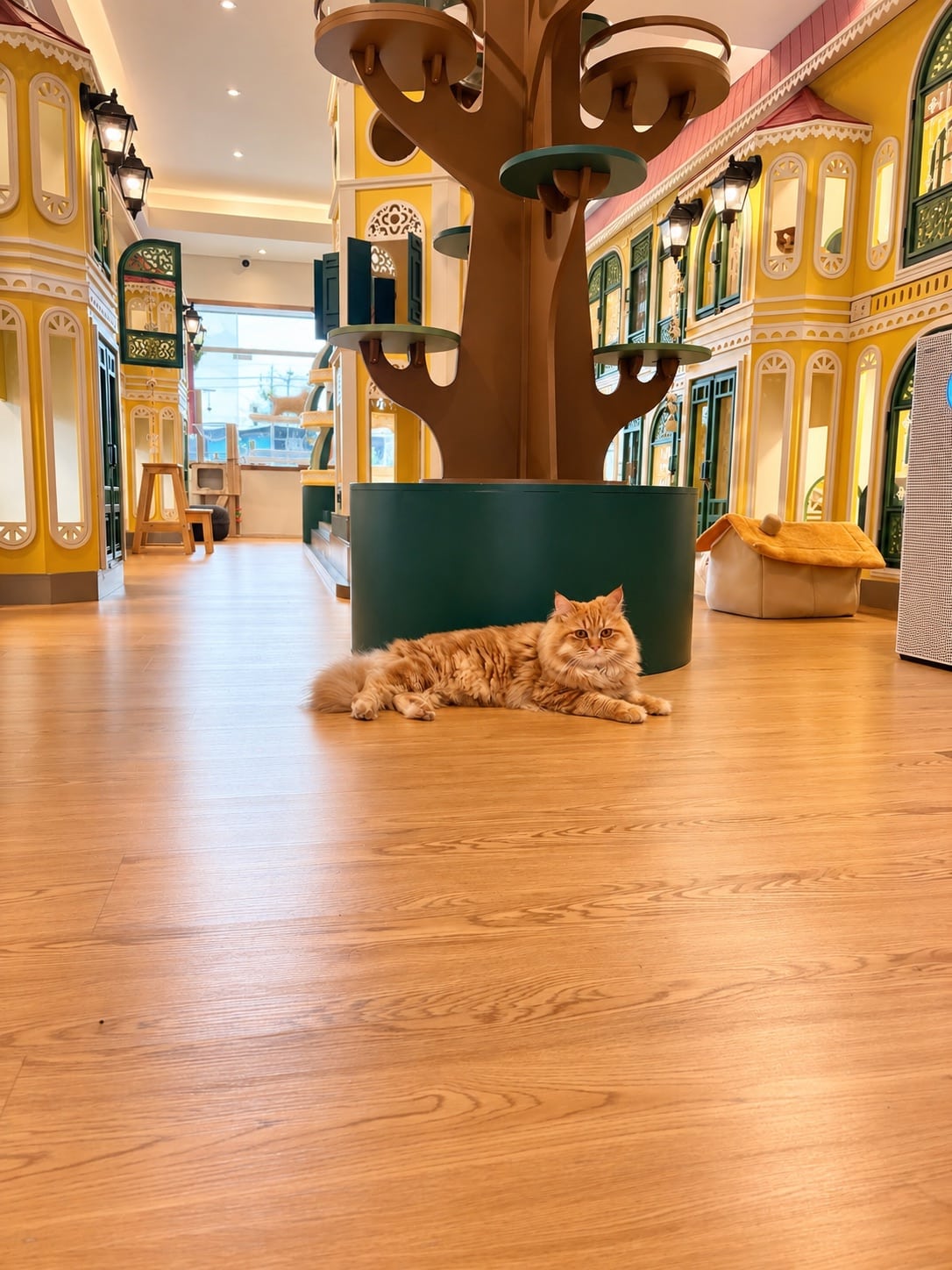 แมวสีส้มนอนพักใต้ต้นไม้แมวที่ Wimanmeow Cat Hotel นนทบุรี สำหรับฝากแมวรายเดือน