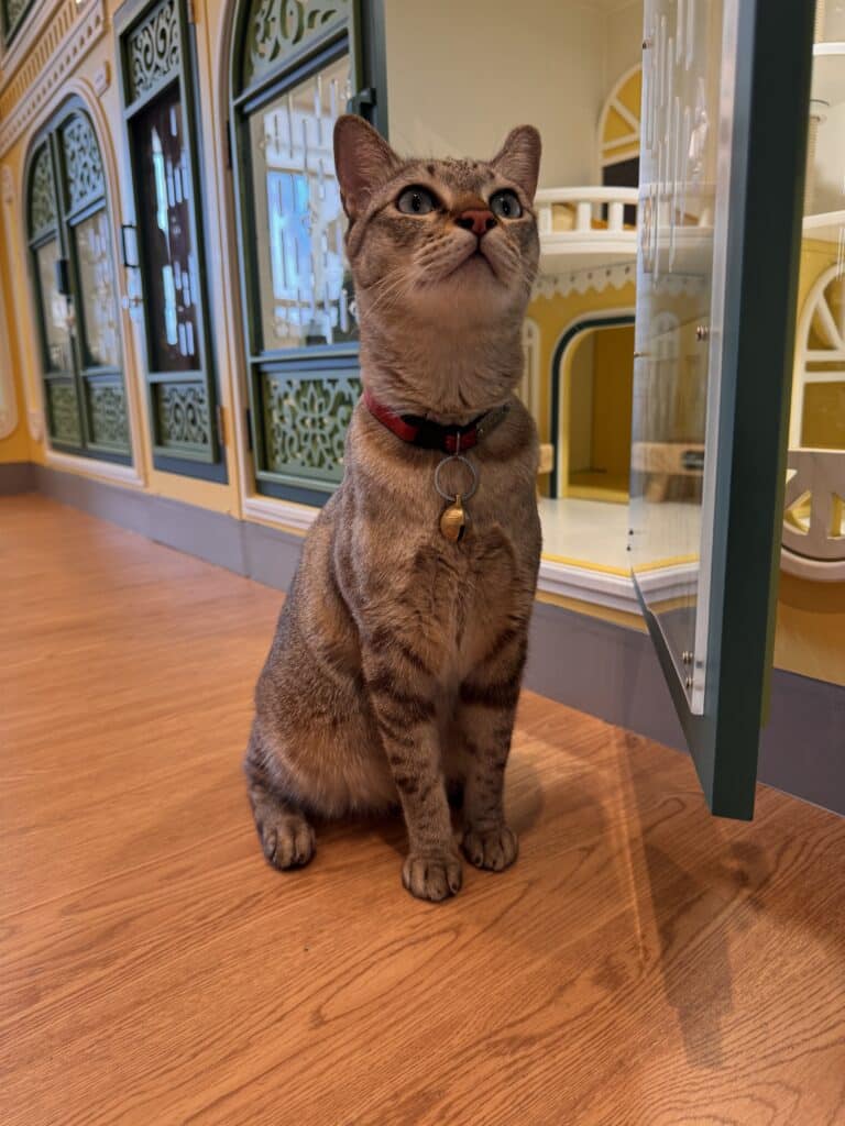 เลือกโรงแรมแมวที่ไหนดี? 5 เคล็ดลับคัดกรอง "วังแมว" เกรดพรีเมียมให้น้องพักสบาย เจ้าของอุ่นใจ 6 เลือกโรงแรมแมวที่ไหนดี? 5 เคล็ดลับคัดกรอง "วังแมว" เกรดพรีเมียมให้น้องพักสบาย เจ้าของอุ่นใจ 4