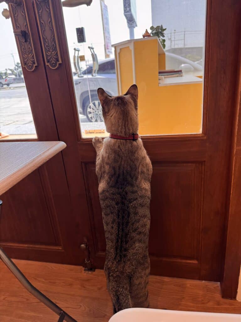 ที่ฝากแมว Wimanmeow Cat Hotel โรงแรมแมว ราชพฤกษ์ ที่มีความปลอดภัยด้วยระบบ Double Lock 1