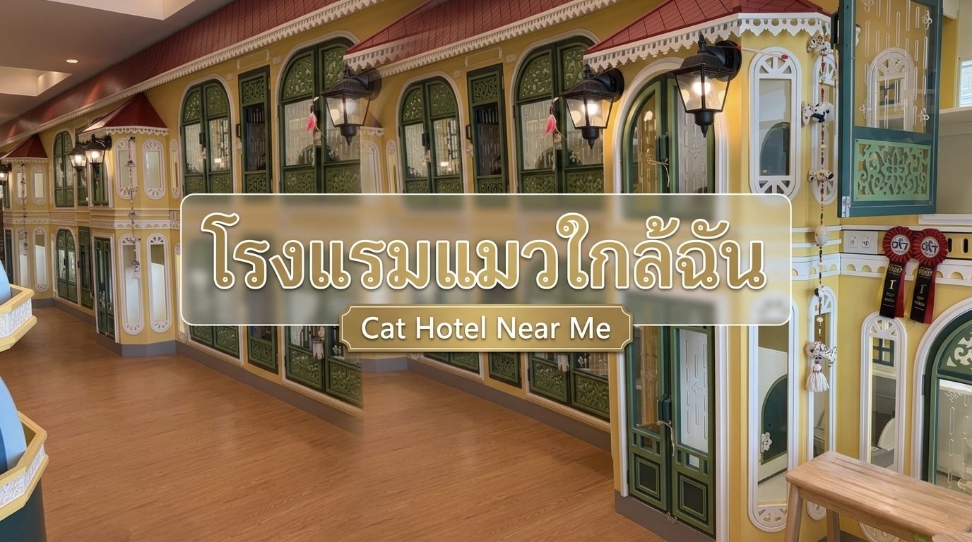 ฝากแมวใกล้ฉัน ราชพฤกษ์ โรงแรมแมว Wimanmeow สะอาด ปลอดภัย 24 ชม.