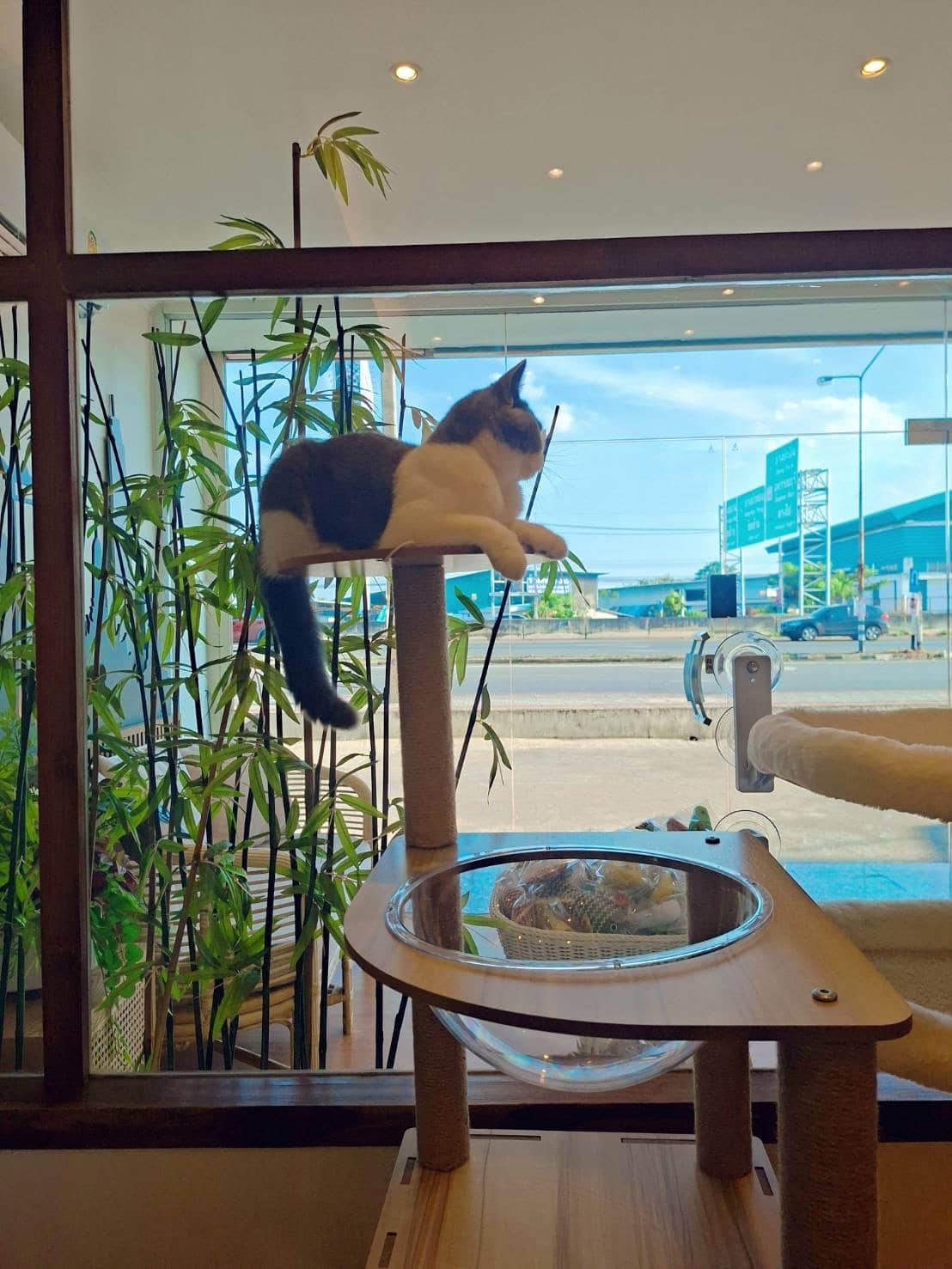 รับฝากแมวใกล้ฉัน Wimanmeow Cat Hotel ห้องพักพรีเมียมแบบไม่ขังกรง สะอาด ปลอดภัย