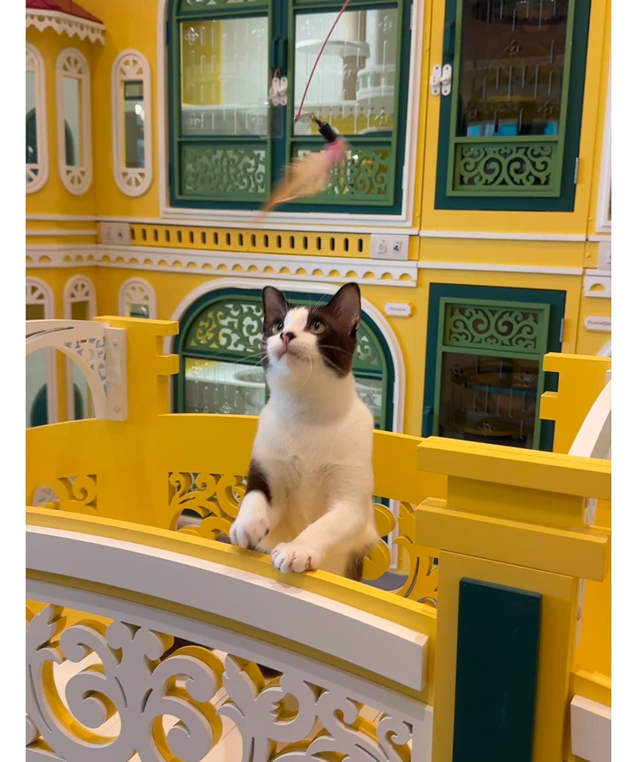 โรงแรมแมวที่ไหนดี? แนะนำ Wimanmeow พรีเมียม ปลอดภัย สบายใจทาส