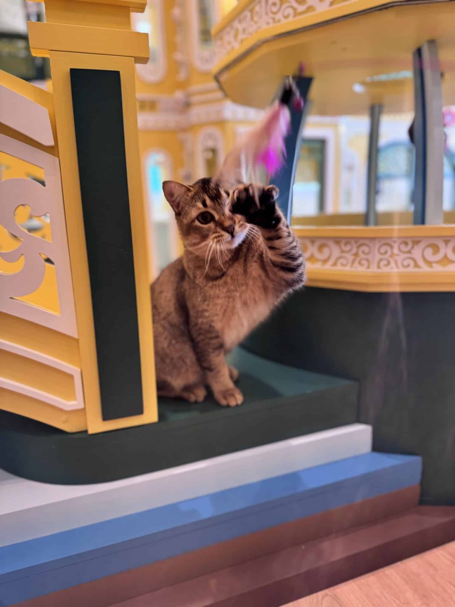 หาที่ฝากแมวที่ไหนดีโรงแรมแมวพรีเมียม Wimanmeow Cat Hotel บางบัวทอง นนทบุรี
