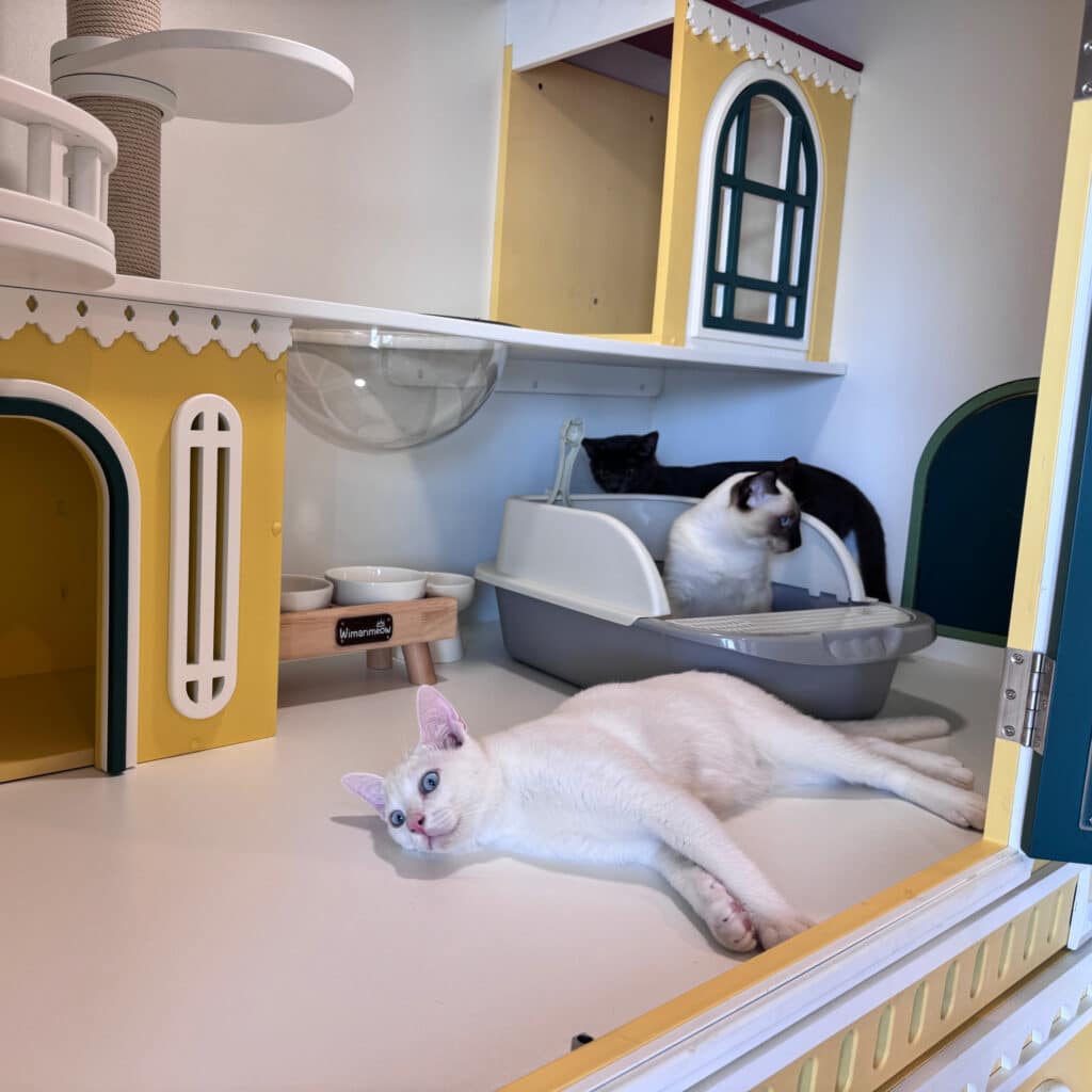 พักกับ Wimanmeow ได้อะไรบ้าง? 12 สิ่งที่น้องและเจ้าของจะได้รับ 1