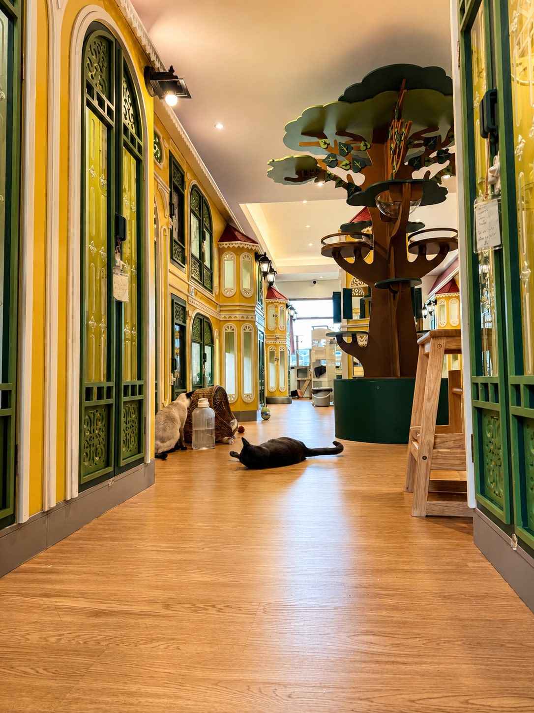 ฝากแมวหลายตัว ควรพักด้วยกันไหม? 7 วิธีลดความเครียด 1 ฝากแมวหลายตัว ที่ Wimanmeow Cat Hotel