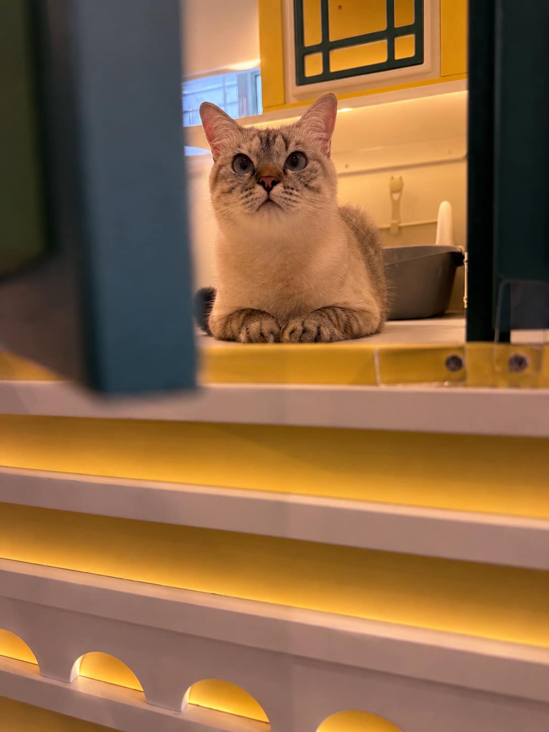 FIV และ FeLV ที่ Wimanmeow Cat Hotel
